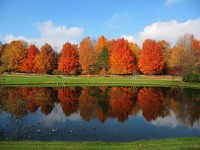 A pond fronting a forest of maple trees in Grandville.
