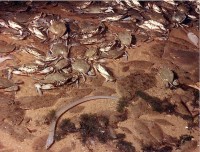 Jubilee-Mobile-Bay-Alabama-crabs-flounders