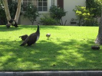 Peahen, a symbol of Arcadia, walking on a lawn in Arcadia