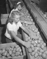 Workers sorting pears, Bones & Son packinghouse, Littlerock 1946. Packers were promised an extra 25 cents for each 
