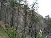 View of Lytle Creek
