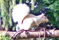 Whitesquirrel