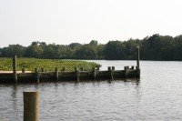The Choptank River in July 2008